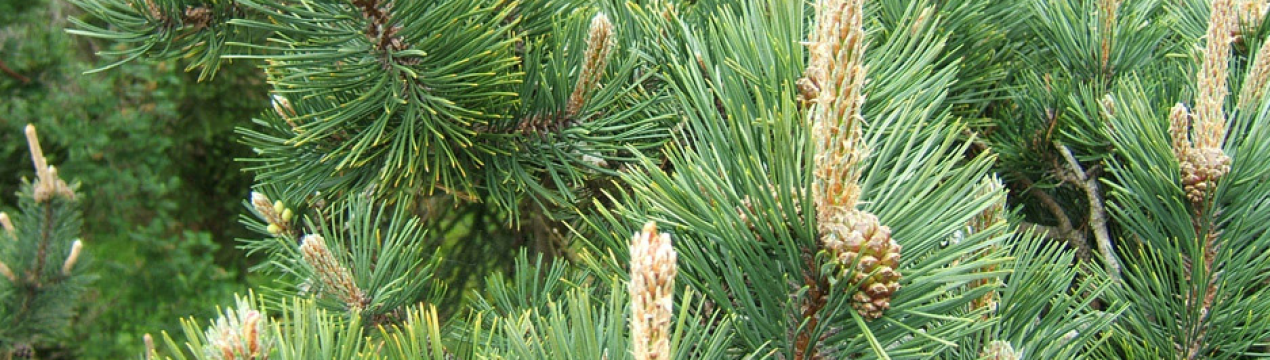 Описание сосны унцината