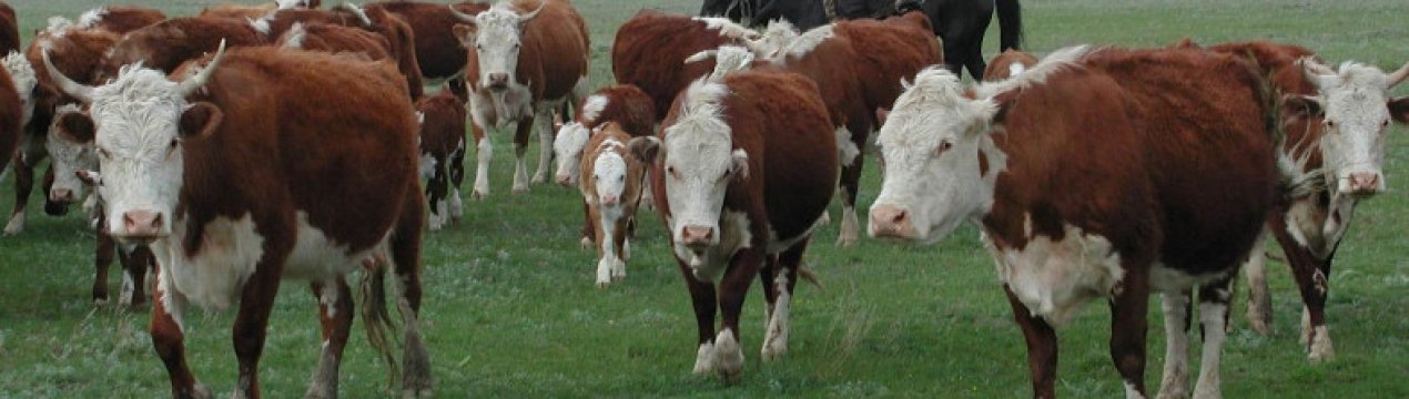 Венгерская порода коров характеристика фото