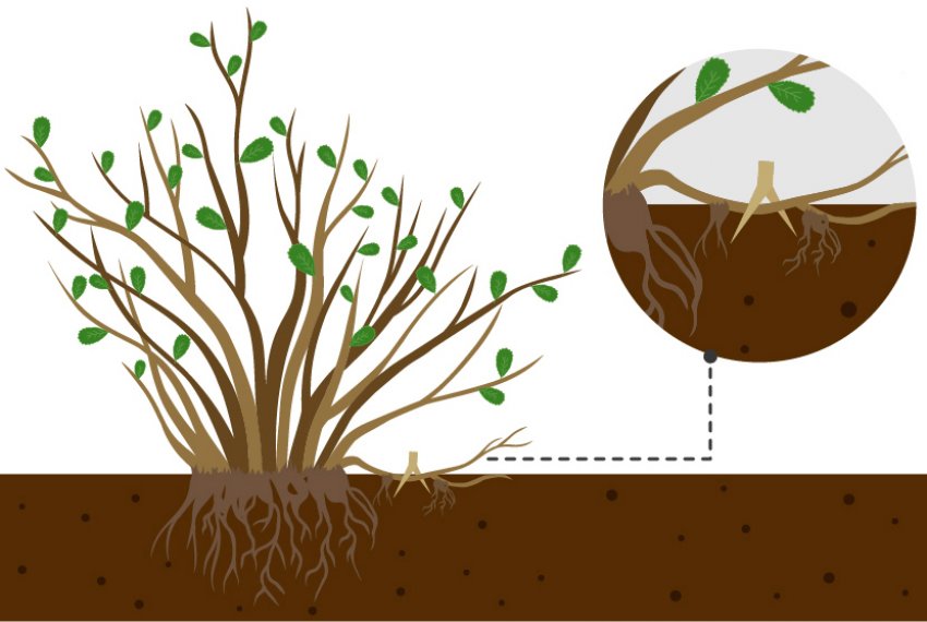 Размножение спиреи отводками Размножение спиреи отводками