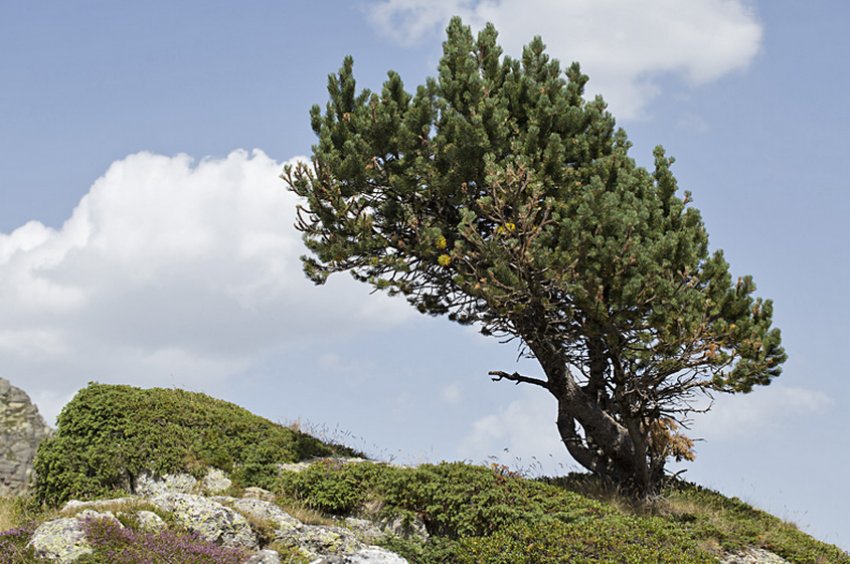 Сосна горная унцината Сосна горная унцината