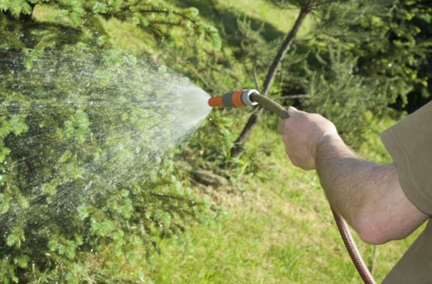 Полив сосны Полив сосны