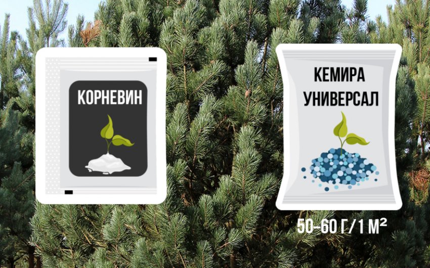 Подкормка сосны Подкормка сосны