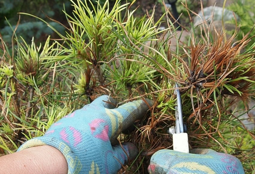 Обрезка сосны Обрезка сосны