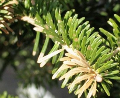 Що робити, якщо сохне і жовтіє ялиця