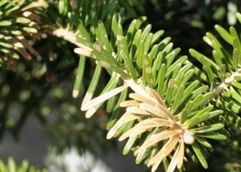 Що робити, якщо сохне і жовтіє ялиця