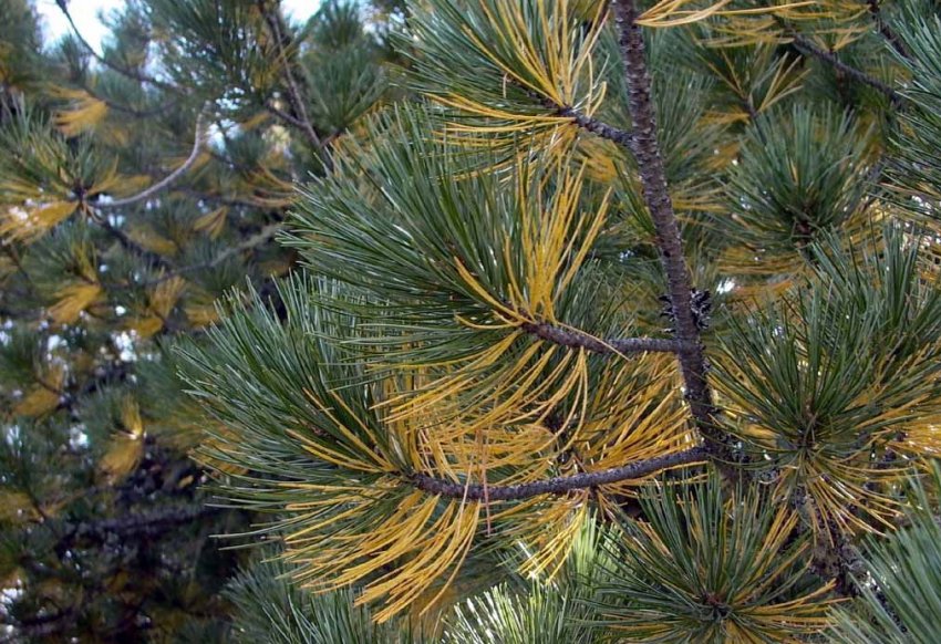 Шютте сосны Шютте сосны