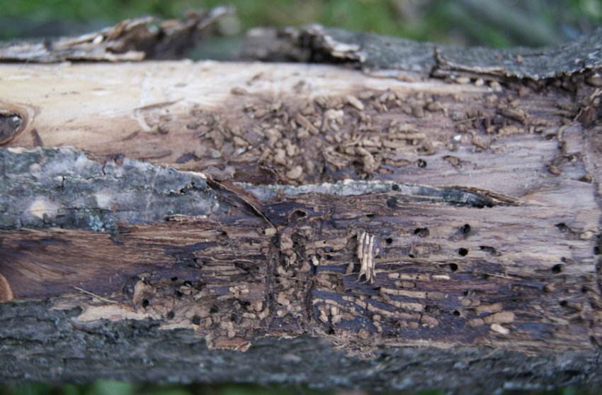 Некроз сосны Некроз сосны