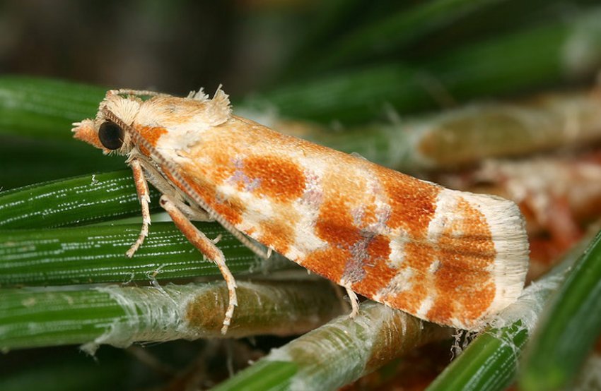 Листовёртка Листовёртка