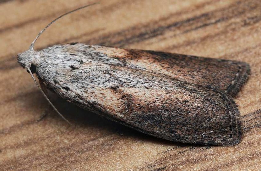 Сосновая моль Сосновая моль