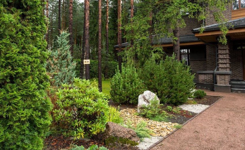 Сосна в ландшафтном дизайне Сосна в ландшафтном дизайне