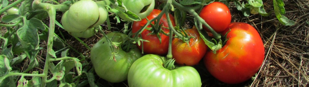 Помідори «Монгольський карлик»: характеристика, особливості вирощування