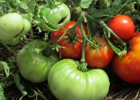 Помидоры «Монгольский карлик»: характеристика, особенности выращивания