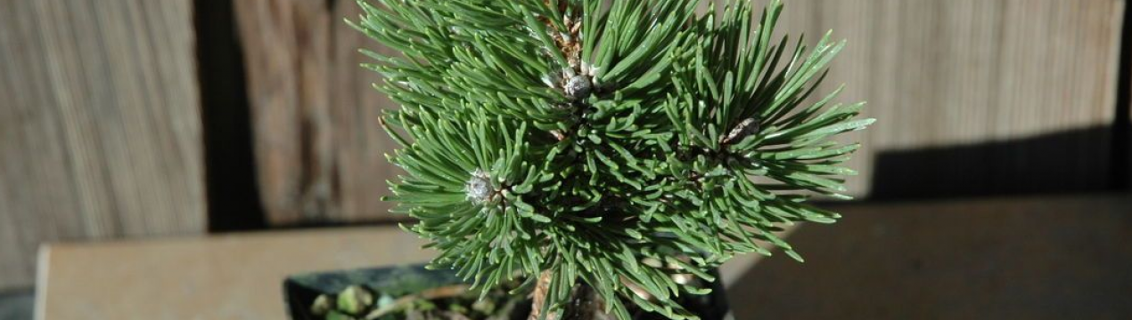 Свойства сосны Шервуд Компакт