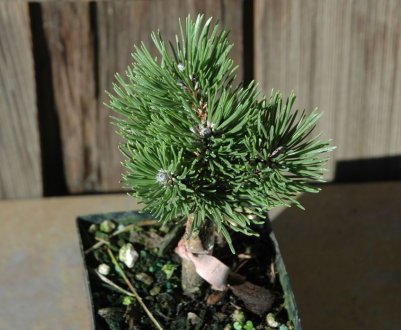 Свойства сосны Шервуд Компакт