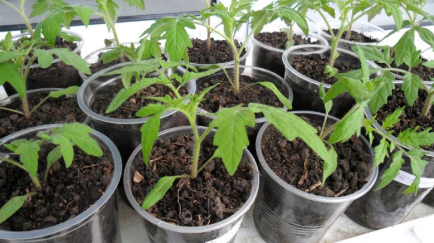 Розсада томатів Розсада томатів