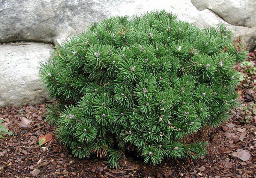 Сосна горная Шервуд Компакт Сосна горная Шервуд Компакт