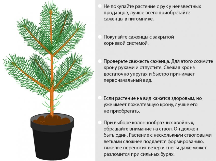 Выбор саженца сосны Выбор саженца сосны