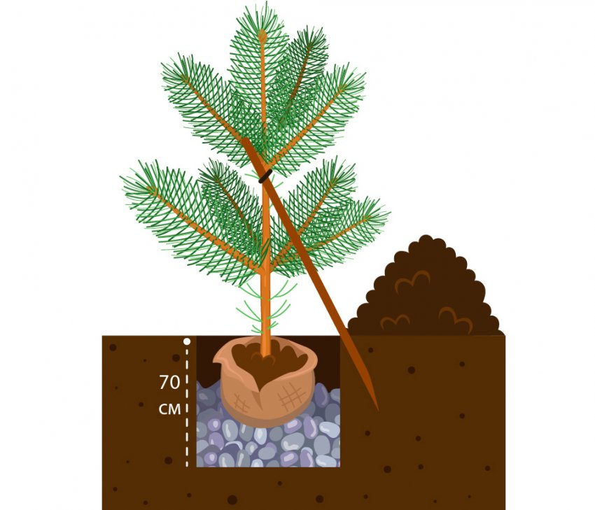 Схема посадки сосны Схема посадки сосны