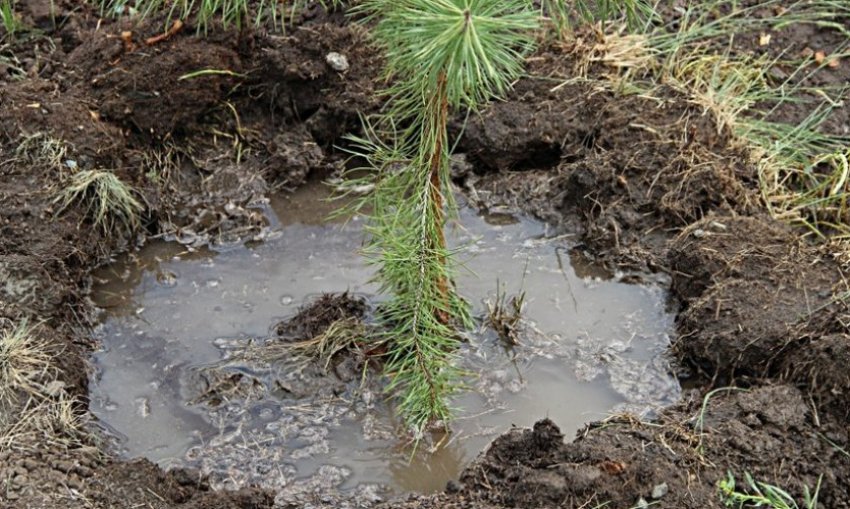 Полив сосны Полив сосны