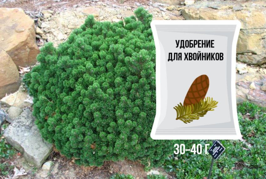 Сосна горная Шервуд Компакт: описание дерева, посадка и уход, болезни и ...