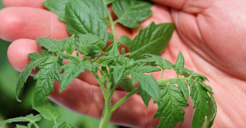 Розсада томатів Розсада томатів