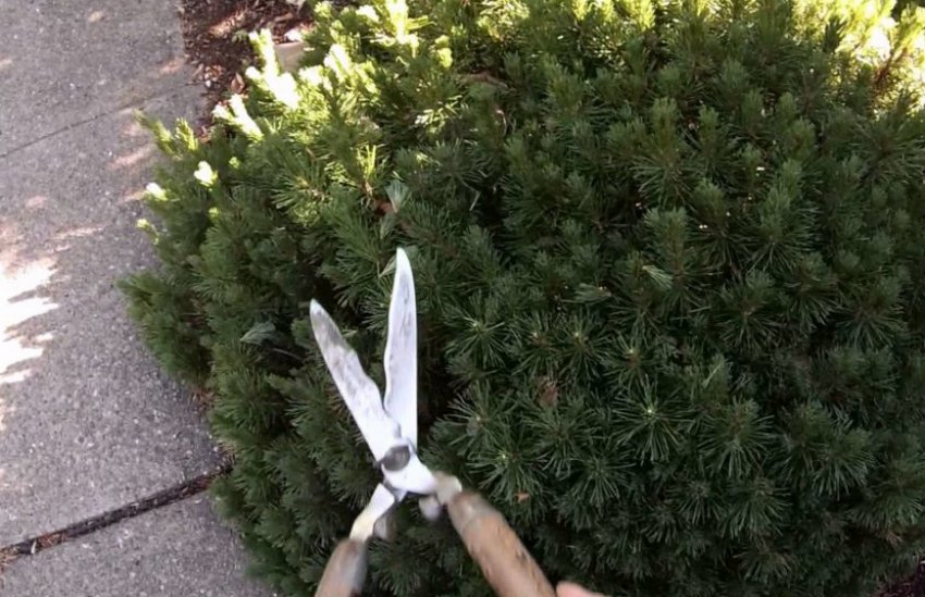 Обрезка сосны Обрезка сосны