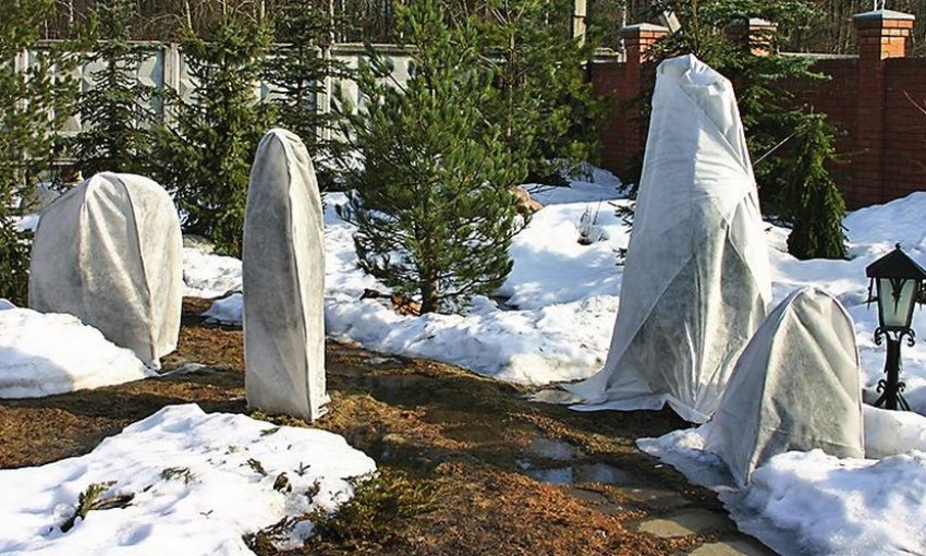 Укрытие на зиму сосны Укрытие на зиму сосны