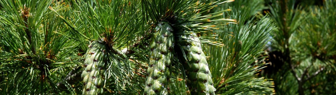 Особенности сосны румелийской