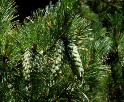 Особенности сосны румелийской