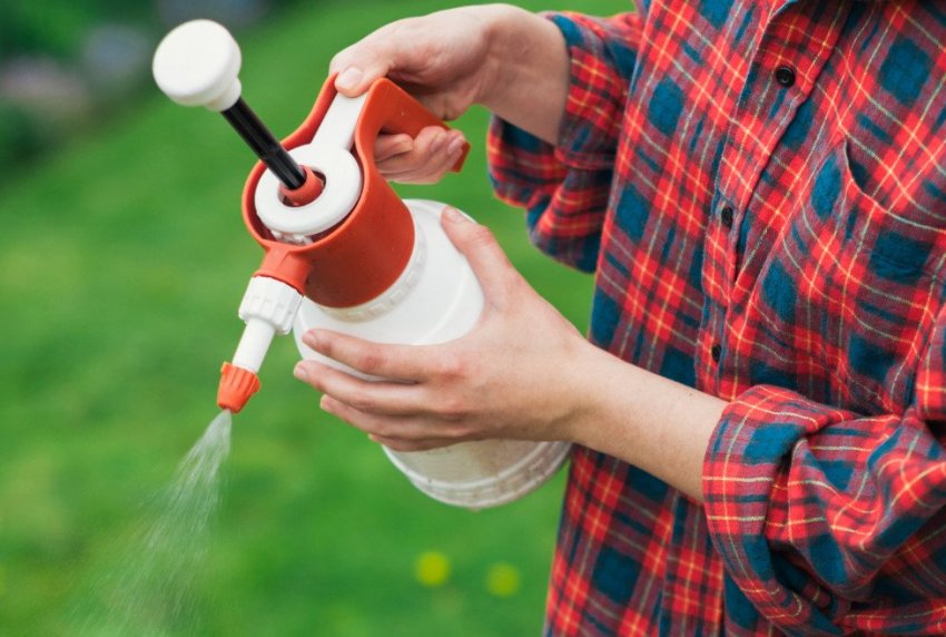 Опрыскивание от болезней и вредителей сосны Опрыскивание от болезней и вредителей сосны