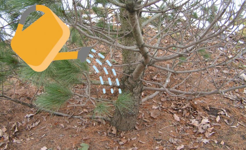 Полив сосны румелийской