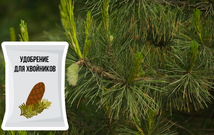 Удобрение для сосны румелийской