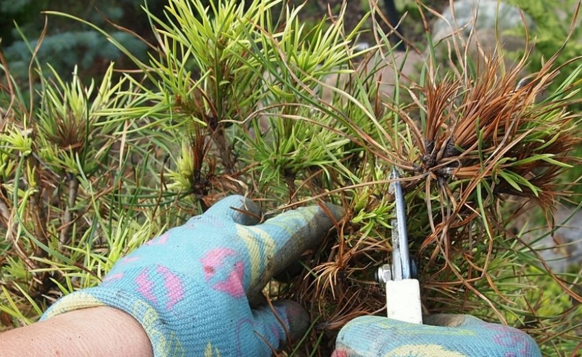 Обрезка сосны