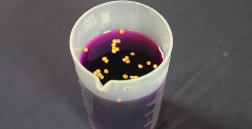 Насіння в марганцівці Насіння в марганцівці