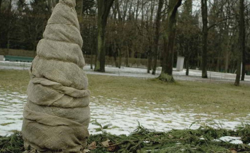 Укрытие молодой сосны на зиму