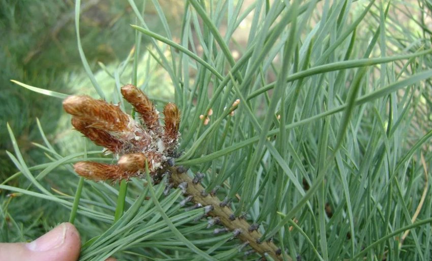 Ржавчина на сосне