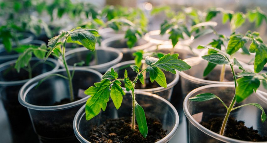 Розсада томатів на підвіконні Розсада томатів на підвіконні