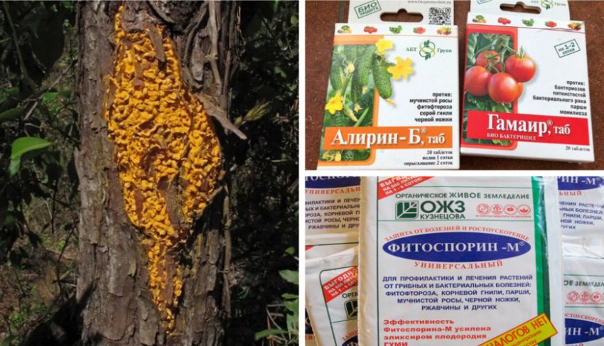 Препараты для борьбы со смоляным раком