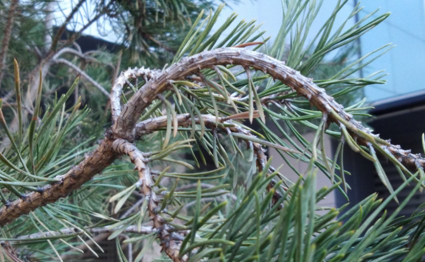 Сосновый вертун