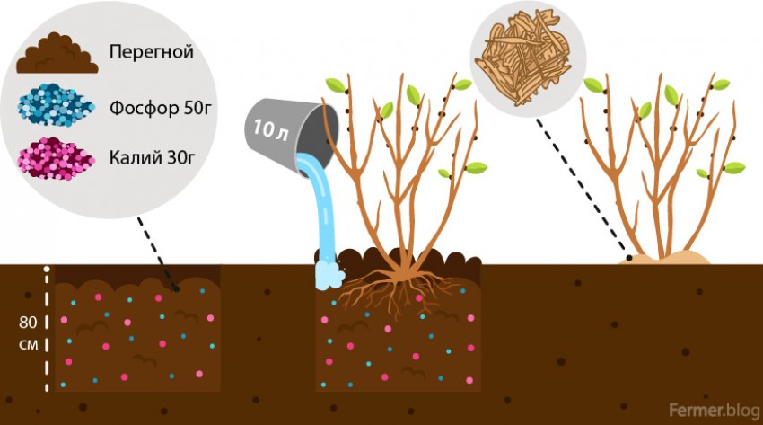 Схема посадки бузины Схема посадки бузины
