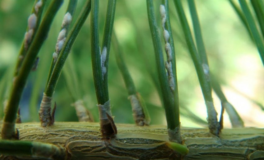 Сосновая щитовка