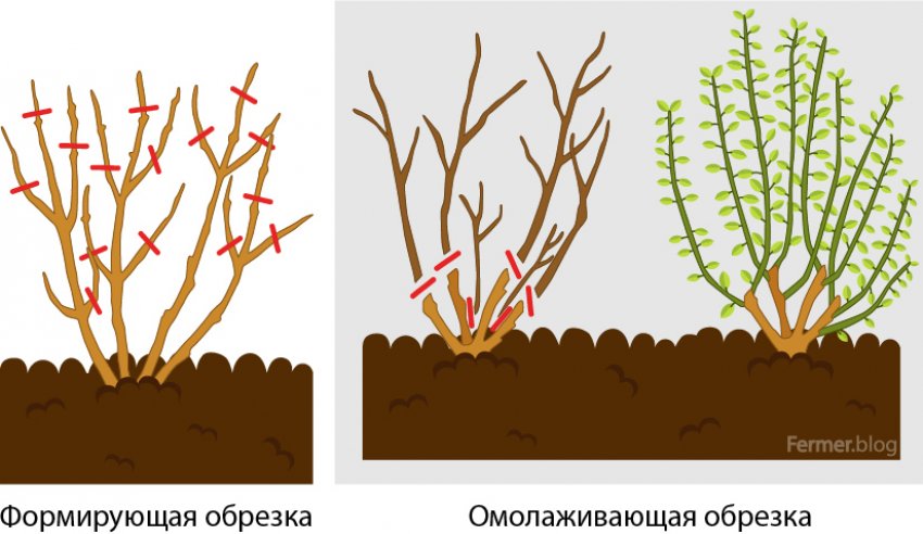 Схема обрезки бузины Схема обрезки бузины