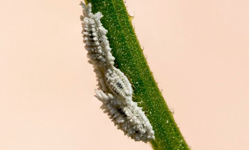 Мучнистый червец