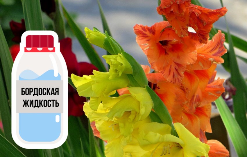 Бордоська рідина