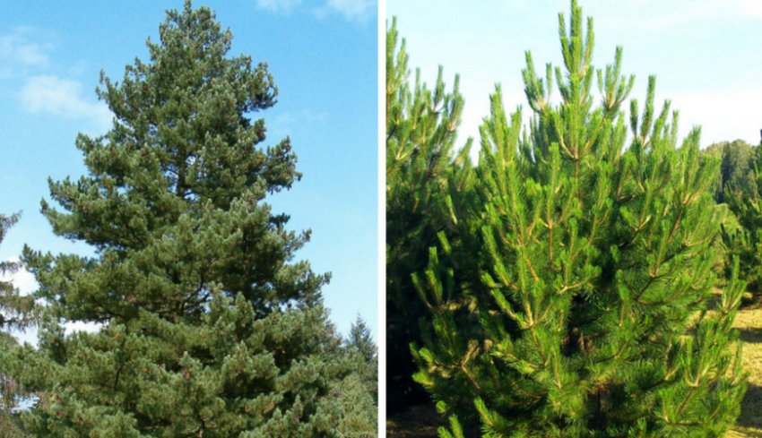 Сосна румелийская