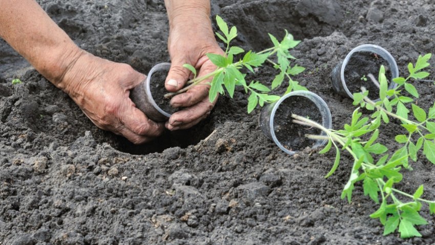 Висадка розсади томатів Висадка розсади томатів