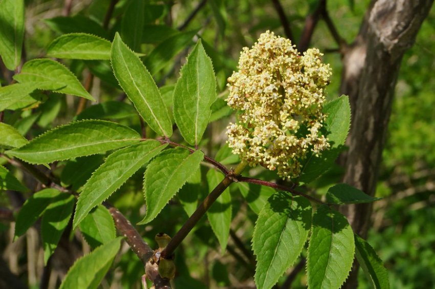 Сибирская бузина во время цветения Сибирская бузина во время цветения