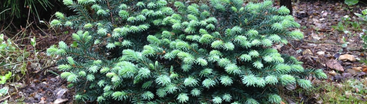 Ель колючая Вальдбрун