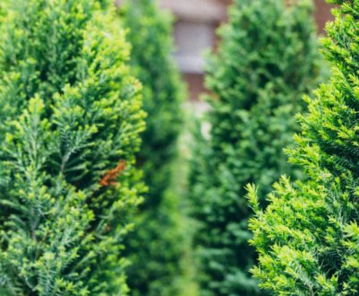 Как отличить кипарис от туи и можжевельника