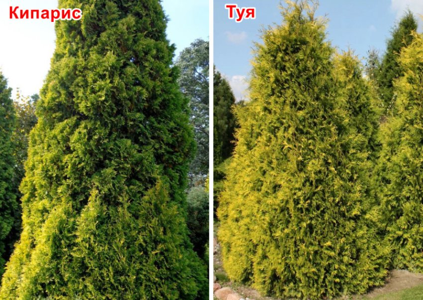 Чем отличается кипарис и туя. Смотреть фото Чем отличается кипарис и туя. Смотреть картинку Чем отличается кипарис и туя. Картинка про Чем отличается кипарис и туя. Фото Чем отличается кипарис и туя